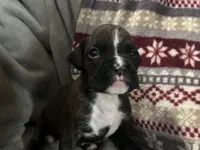 Nova, a female Boxer for sale in Allons, TN – Photo 1 of 4