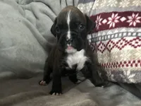 Nova, a female Boxer for sale in Allons, TN – Photo 2 of 4