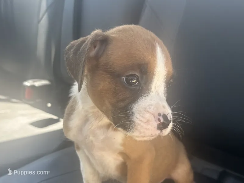 Yukon – Boxer puppy for sale in Allons, TN