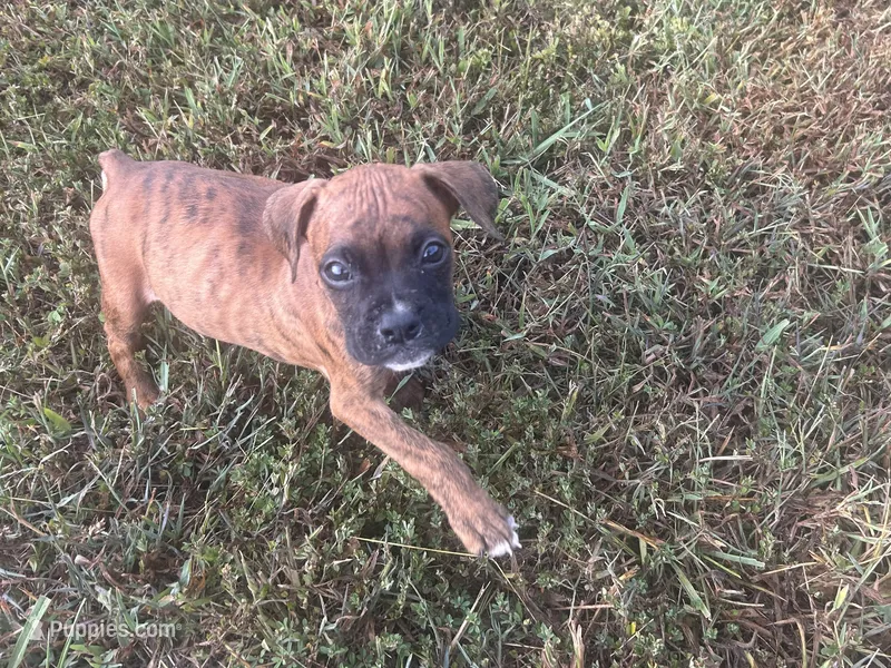 Chevy – Boxer puppy for sale in Allons, TN