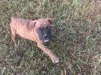 Chevy, a male Boxer for sale in Allons, TN – 1 of 10