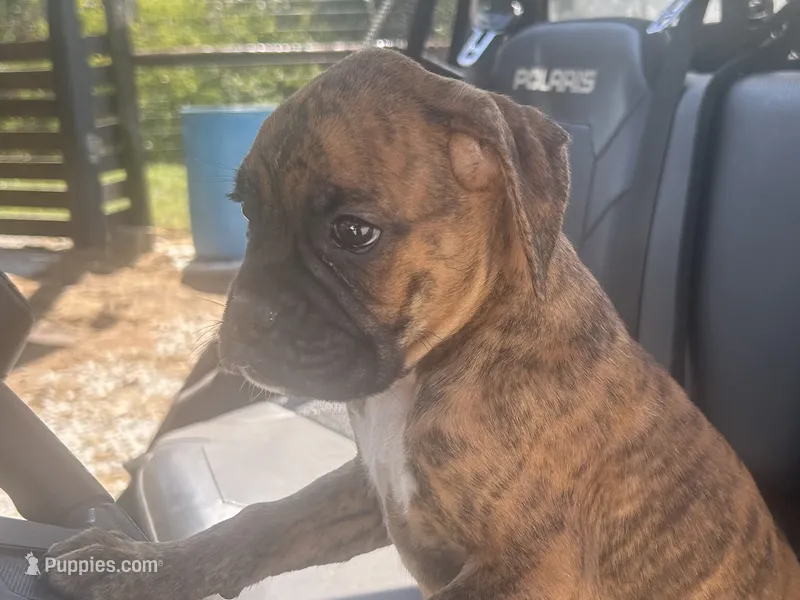 Vette – Boxer puppy for sale in Allons, TN
