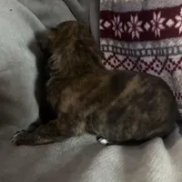 Chevy, a male Boxer for sale in Allons, TN – Photo 3 of 8