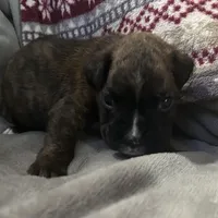 Chevy, a male Boxer for sale in Allons, TN – Photo 2 of 8