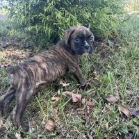 Chevy, a male Boxer for sale in Allons, TN – Photo 8 of 8