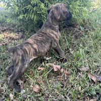 Chevy, a male Boxer for sale in Allons, TN – Photo 7 of 8