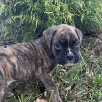 Chevy, a male Boxer for sale in Allons, TN – Photo 4 of 8