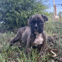Chevy, a male Boxer for sale in Allons, TN – Photo 1 of 8