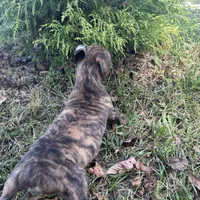 Chevy, a male Boxer for sale in Allons, TN – Photo 5 of 8