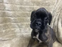 Luv, a female Boxer for sale in Allons, TN – 3 of 4