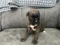 Monte, a male Boxer for sale in Allons, TN – 2 of 4