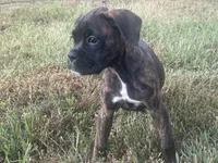 Luv, a female Boxer for sale in Allons, TN – 8 of 9