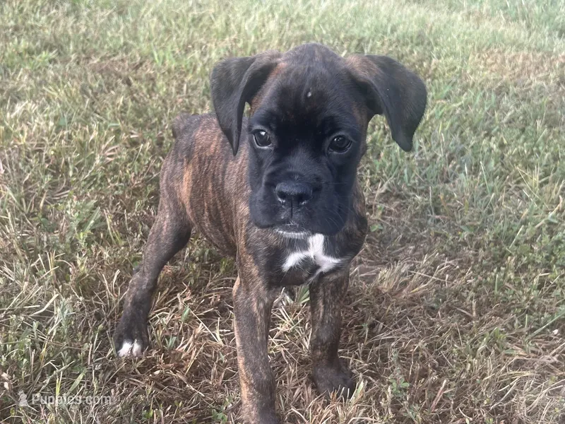 Luv – Boxer puppy for sale in Allons, TN