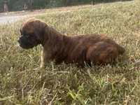 Sierra , a female Boxer for sale in Allons, TN – 9 of 10