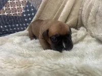 Vega, a female Boxer for sale in Allons, TN – Photo 2 of 3