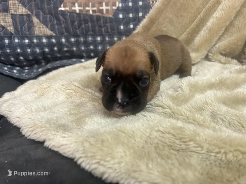 Vega – Boxer puppy for sale in Allons, TN