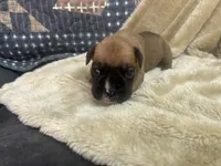 Vega, a female Boxer for sale in Allons, TN – Photo 1 of 3