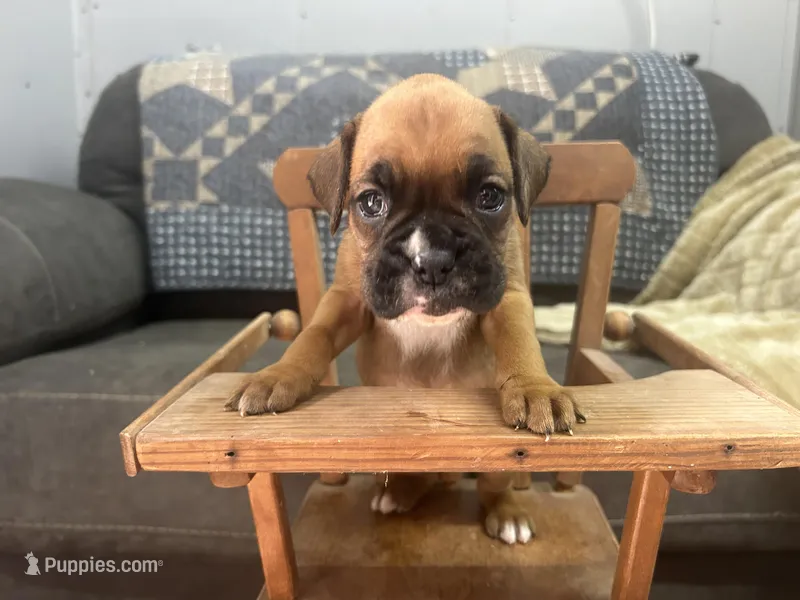 Vega – Boxer puppy for sale in Allons, TN