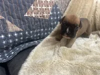 Vega, a female Boxer for sale in Allons, TN – Photo 3 of 3