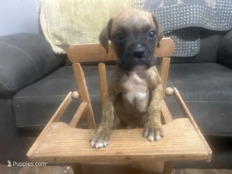 Chevy – Boxer puppy for sale in Allons, TN