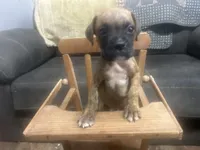 Chevy, a male Boxer for sale in Allons, TN – 2 of 10