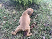 Sierra, a female Boxer for sale in Allons, TN – Photo 7 of 8