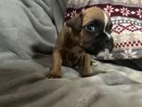 Sierra, a female Boxer for sale in Allons, TN – Photo 4 of 8