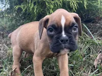 Sierra, a female Boxer for sale in Allons, TN – Photo 6 of 8