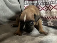 Sierra, a female Boxer for sale in Allons, TN – Photo 5 of 8