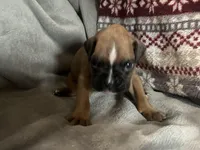 Sierra, a female Boxer for sale in Allons, TN – Photo 2 of 8