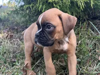 Sierra, a female Boxer for sale in Allons, TN – Photo 1 of 8