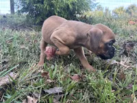 Sierra, a female Boxer for sale in Allons, TN – Photo 8 of 8