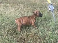 Chevy, a male Boxer for sale in Allons, TN – 7 of 10