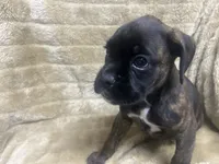 Luv, a female Boxer for sale in Allons, TN – 4 of 4