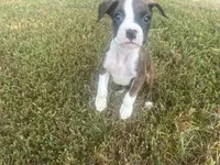 Celest, a female Boxer for sale in Allons, TN – 9 of 9