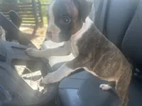Celest, a female Boxer for sale in Allons, TN – 6 of 9