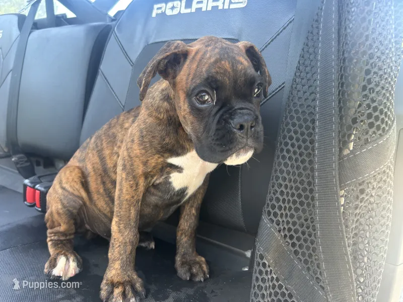 Monza – Boxer puppy for sale in Allons, TN