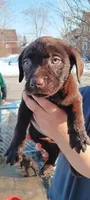 pup, a male Labrador Retriever for sale in River Rouge, MI – Photo 3 of 3
