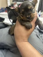 Prince, a male Yorkshire Terrier for sale in Lincoln, RI – 3 of 3