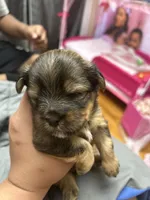 Prince, a male Yorkshire Terrier for sale in Lincoln, RI – 2 of 3