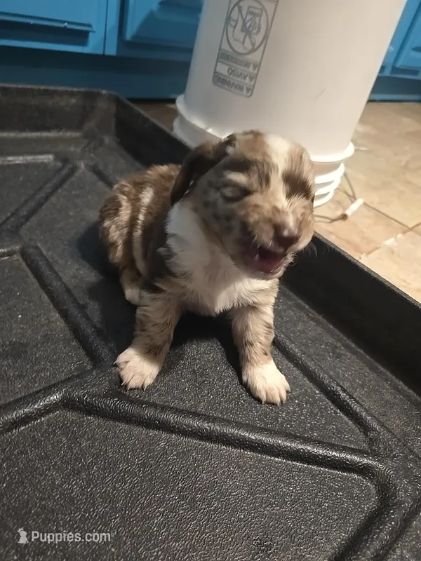 Copper – Australian Shepherd puppy for sale in Valparaiso, IN
