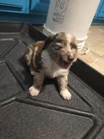 Copper, a male Australian Shepherd for sale in Valparaiso, IN – 1 of 1