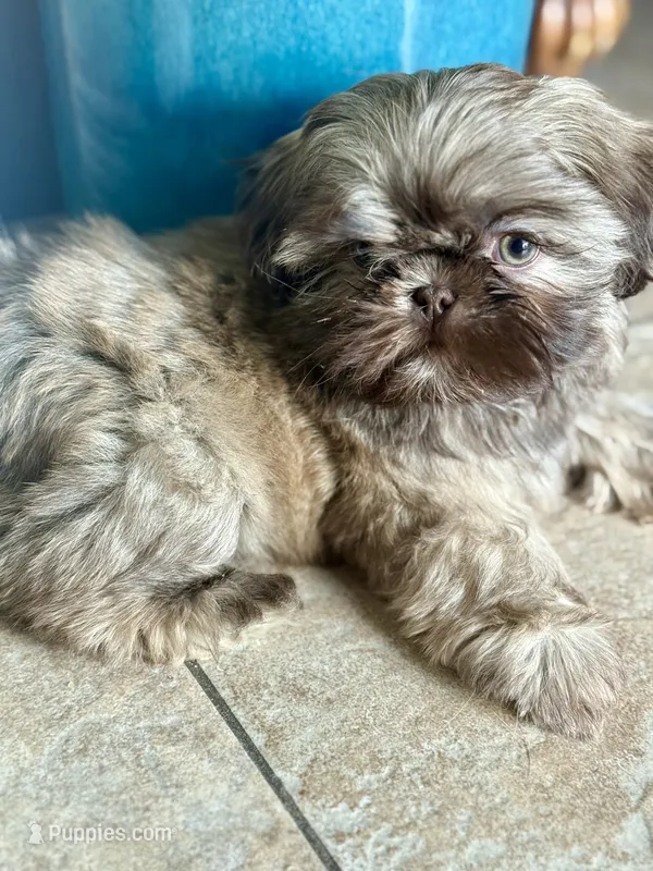 Teddy – Shih Tzu puppy for sale in Thousand Palms, CA