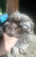 Teddy, a male Shih Tzu for sale in Thousand Palms, CA – 2 of 4