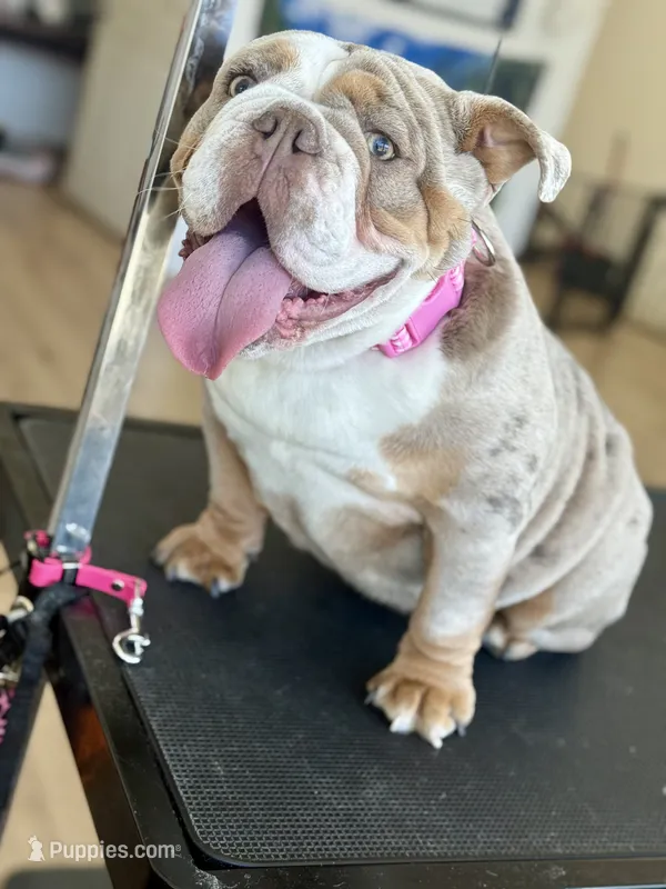 Nova – English Bulldog puppy for sale in Thousand Palms, CA