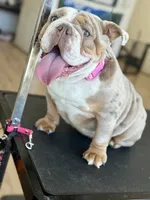 Nova, a female English Bulldog for sale in Thousand Palms, CA – 2 of 3
