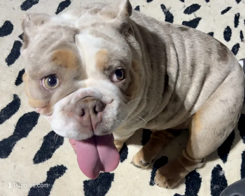 Nova, a female English Bulldog for sale in Thousand Palms, CA – 1 of 3