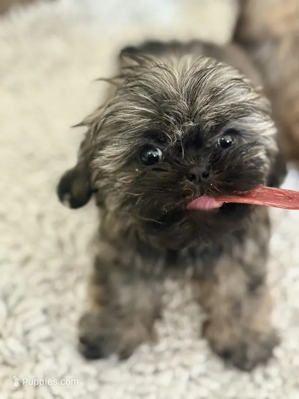Max – Shih Tzu puppy for sale in Thousand Palms, CA