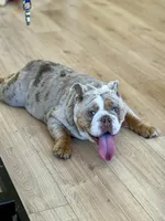 Nova, a female English Bulldog for sale in Thousand Palms, CA – 3 of 3