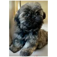 Max, a male Shih Tzu for sale in Thousand Palms, CA – 4 of 4